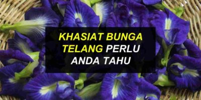 Khasiat Bunga Telang Perlu Anda Tahu