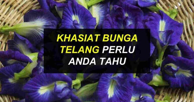 khasiat bunga telang